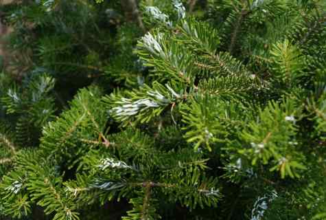 How to grow up fir-tree in house conditions
